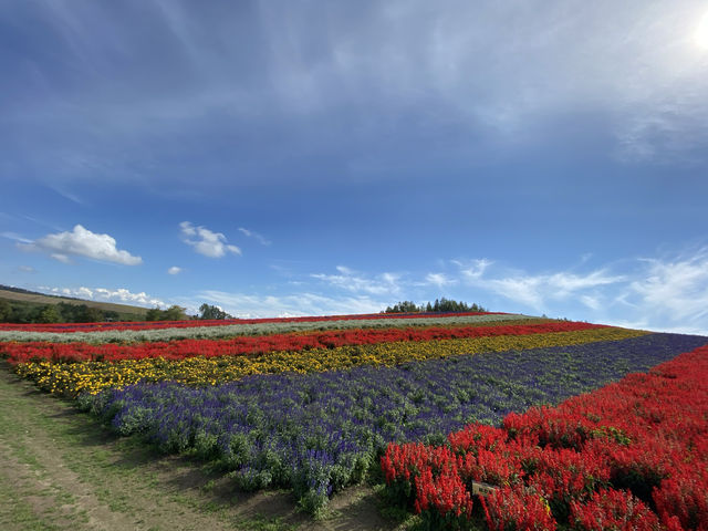 【北海道】これからオンシーズン！北海道の花畑