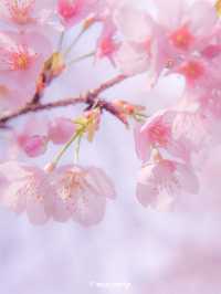 【埼玉】密蔵院に咲く濃いピンクの桜