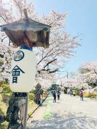  【福島】桜の季節に行ったら城が埋もれていた