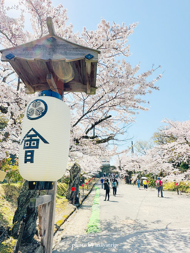  【福島】桜の季節に行ったら城が埋もれていた