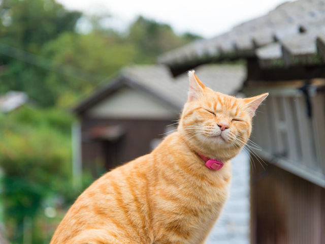 男木島貓島