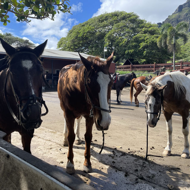 【Hawaii】ハワイに行ったら絶対行くべき観光地！