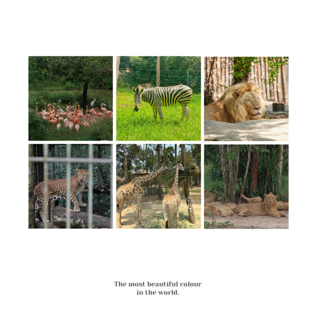 【東京上野動物園】豐富多彩動物世界 【東京上野動物園】豐富多彩動物世界