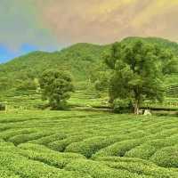 臺北茶鄉景點～農林熊空茶園～山水景緻