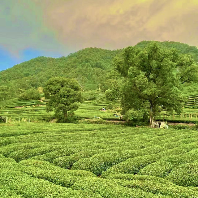 臺北茶鄉景點～農林熊空茶園～山水景緻