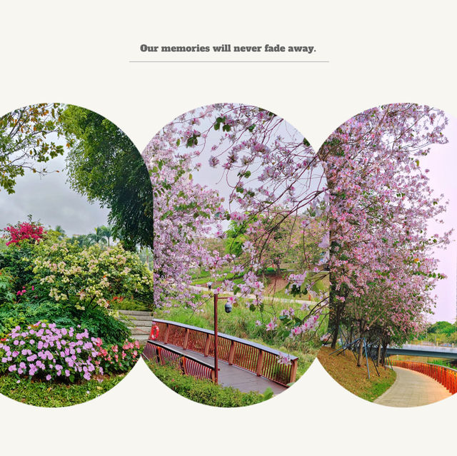 澳門花城公園：自然禪境～漫步放鬆