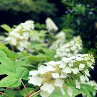 南山戶外植物園：綠意盎然