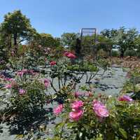 愛知県東海市　元浜公園のバラ園