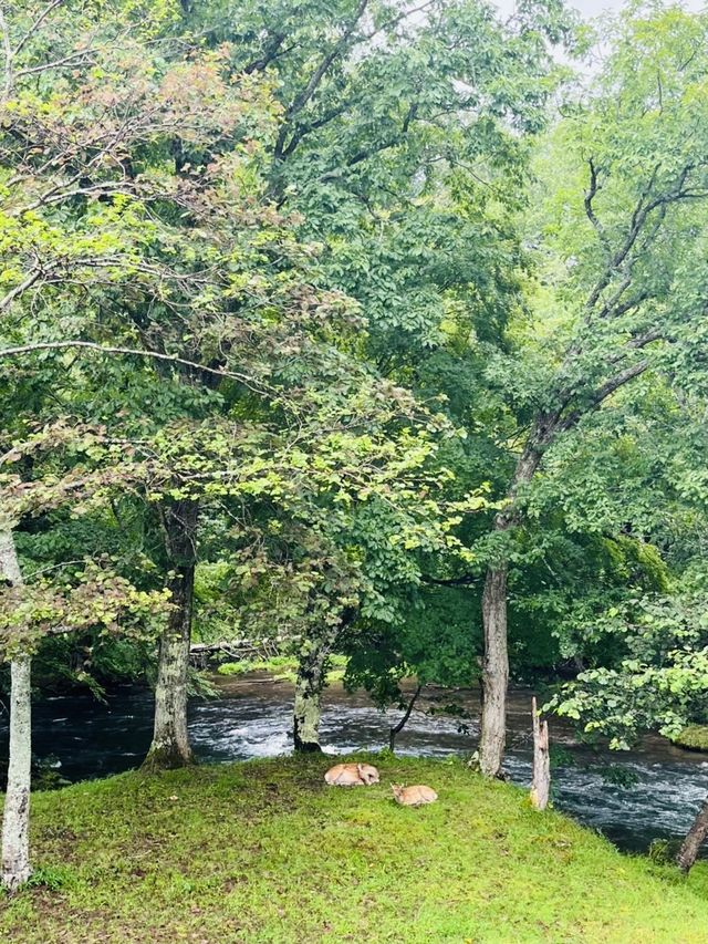 【宿泊記】道東へ行くなら泊まるのはここ！阿寒川の畔にある癒しの旅館