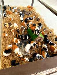 Feeding Animals in the Bentong Farm