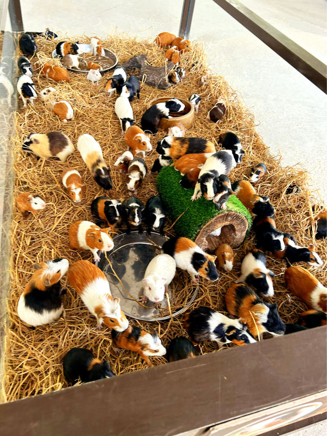 Feeding Animals in the Bentong Farm