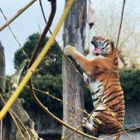 《丹麥🇩🇰 哥本哈根動物園 Copenhagen Zoo》 親子遊好去處