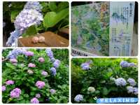 【東京近郊】‼️繡球花5月29日盛開見頃活動開始‼️@鎌倉長谷寺，六月必遊景點！