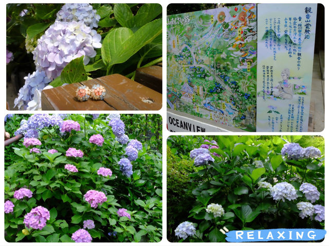 【東京近郊】‼️繡球花5月29日盛開見頃活動開始‼️@鎌倉長谷寺，六月必遊景點！