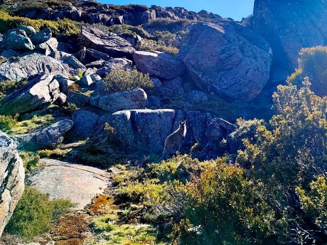 Ben Lomond National Park