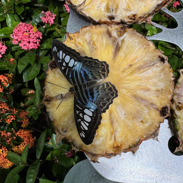 Butterfly Garden at Changi Airport Terminal 3