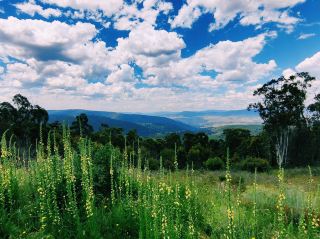 Kosciusko Lookout