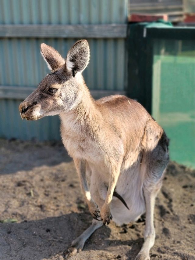 【澳洲】Maru Koala and Animal Park 超近距離觀察袋鼠