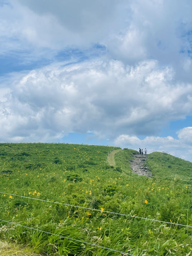 【長野県/諏訪市　夏でも涼しい霧ヶ峰に咲く黄色い花”ニッコウキスゲ”】