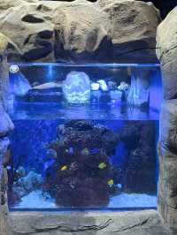 ท่องโลกใต้ทะเลที่ The Grand Aquarium Hong Kong 🐡