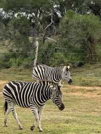 Werribee