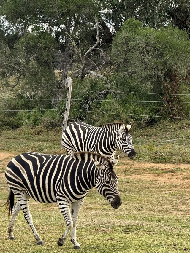 Werribee