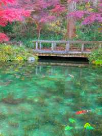 澄んだ水・鯉・紅葉の絶景、モネの池
