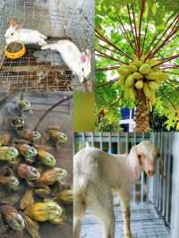 An interesting cafe with petting animals & nature environment in Muar