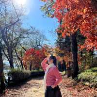 K-drama on Nami Island, South Korea
