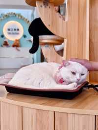 環境好好嘅貓cafe🐱