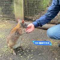 悉尼親親無尾熊🐨親親袋鼠🦘（費瑟戴爾野生動物園）