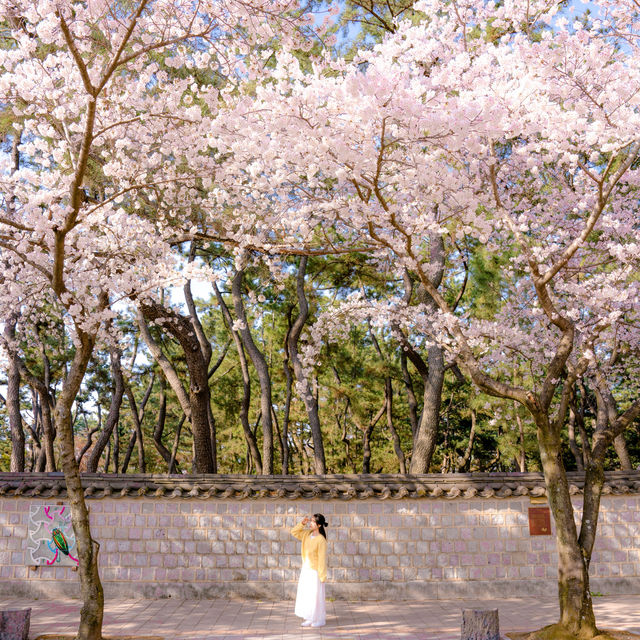 올 봄, 경주를 가야 하는 이유🌸