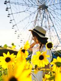 〜東京都〜ライトアップも楽しめるひまわり畑🌻