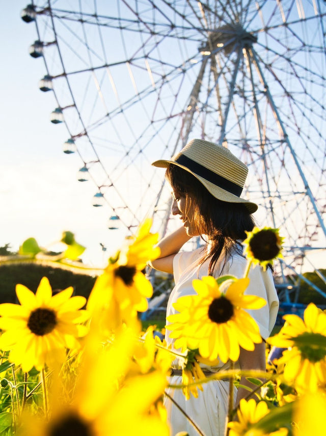 〜東京都〜ライトアップも楽しめるひまわり畑🌻