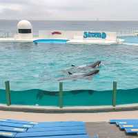 【千葉】雨でも楽しめる水族館