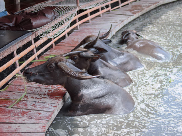รีวิว หมู่บ้านอนุรักษ์ควายไทย 🐃 (สุพรรณบุรี)