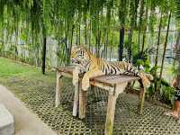 Tiger Kingdom Phuket
