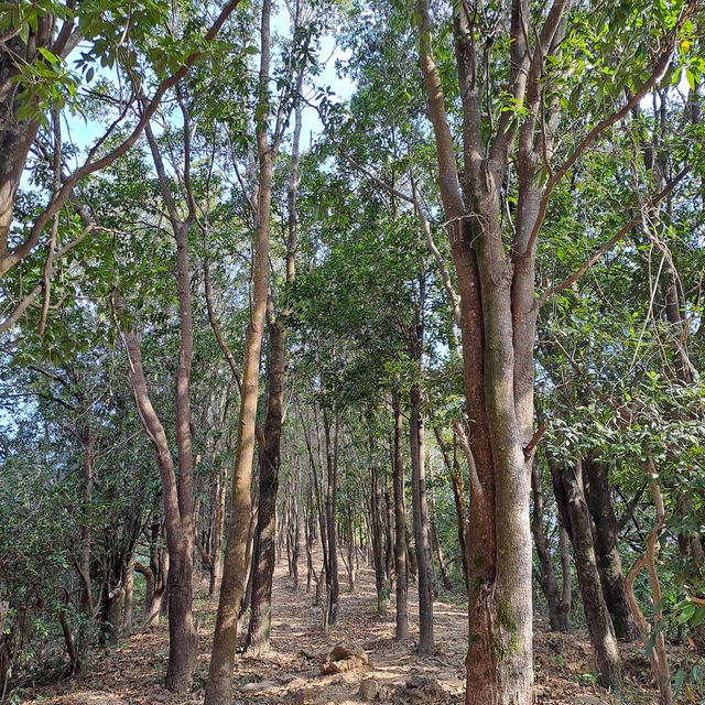 【深圳梧桐山】15公里行山路，適合8月遊覽
