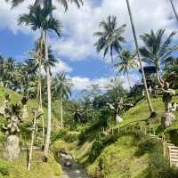 A paradise rice terrace in Bali, Indonesia 