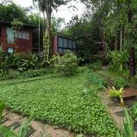 บ้านในหมง treehouse 