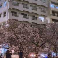 🌸도쿄 메구로강 벚꽃🌸