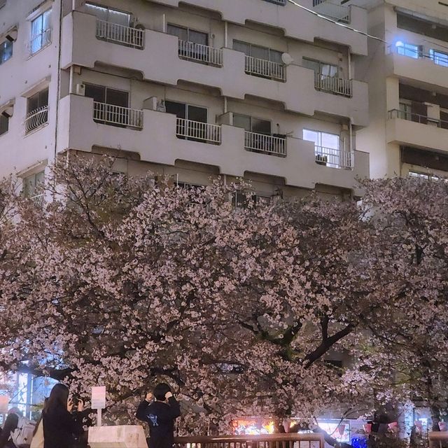 🌸도쿄 메구로강 벚꽃🌸