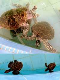Visiting the Turtle Conservation Centre in Melaka