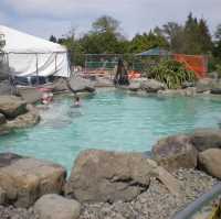 "Hanmer Springs Thermal Pools & Spa: Relaxation and Wellness in a Scenic Alpine Setting" 
