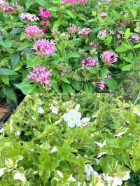 Edible Flower Garden in the Newly Renovated Chinese Garden