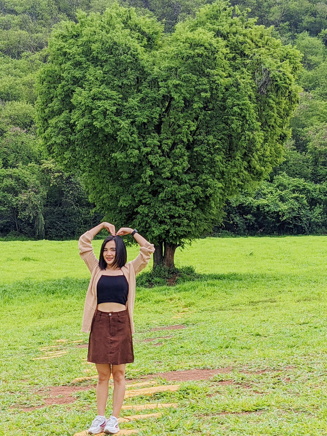 ต้นไม้รูปหัวใจ ❤️ หนึ่งเดียวในเขาใหญ่
