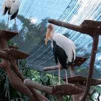 上野動物園簡～親親可愛動物