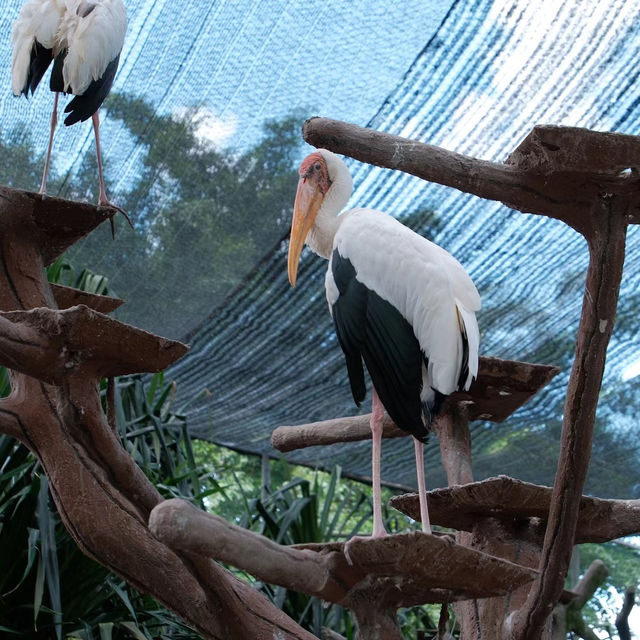 上野動物園簡～親親可愛動物