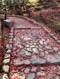 【京都嵐山】世界遺産天龍寺の紅葉✨ 曹源池庭園！