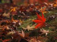 【山科の隠れた名所】毘沙門堂で心を癒そう！🍁